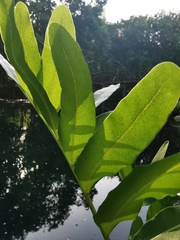 Acrostichum danaeifolium