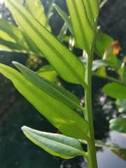 Acrostichum danaeifolium