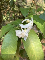 Tabernaemontana ventricosa