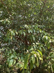 Tabernaemontana ventricosa