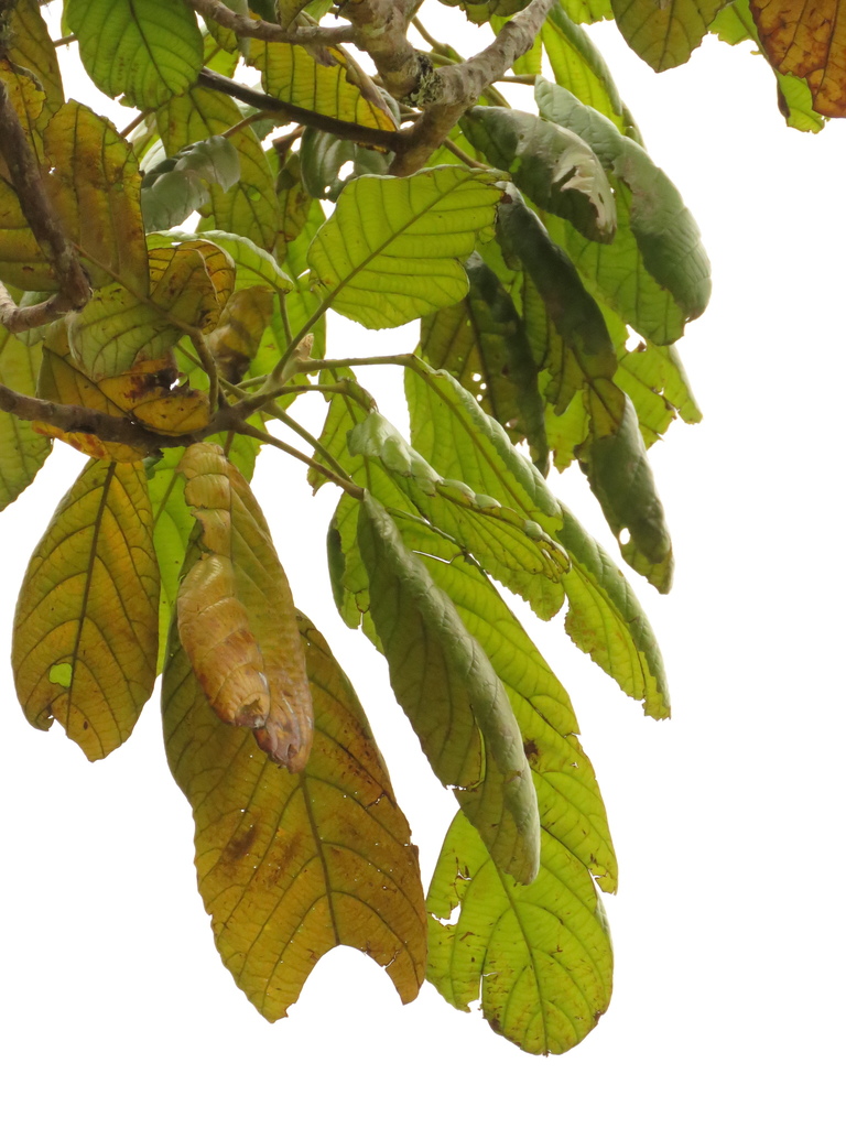 Sloanea brevispina