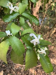 Tabernaemontana ventricosa