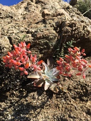 Dudleya cymosa pumila