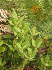 Ageratina asclepiadea