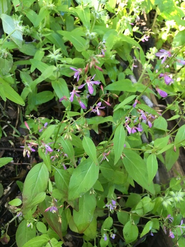 Mountain clarkia (Clarkia heterandra)
