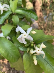 Tabernaemontana ventricosa