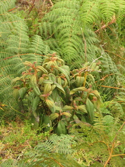 Miconia cataractae