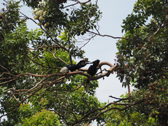 Bycanistes subcylindricus