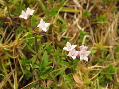 Spermacoce chartensis