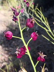 Caulanthus amplexicaulis