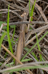 Mantis religiosa