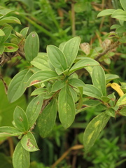 Barnadesia spinosa