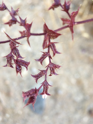 Image of Mucronea perfoliata by (c) Matt Berger, some rights reserved (CC BY)