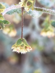 Eriogonum viridescens