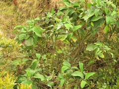 Varronia cylindrostachya