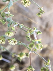 Eriogonum viridescens
