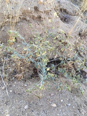 Eriogonum viridescens