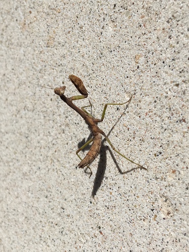 Carolina Mantis
