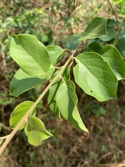 Combretum microphyllum