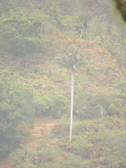 Ceroxylon quindiuense