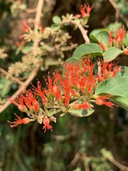Combretum microphyllum