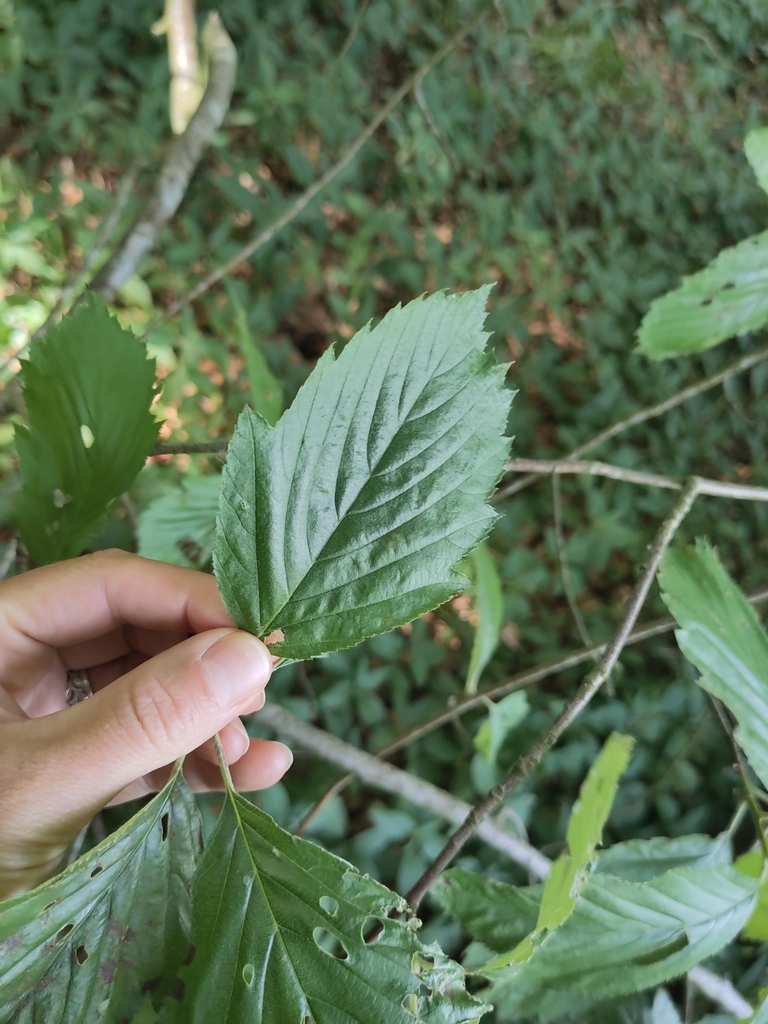 Karpatiosorbus perlonga