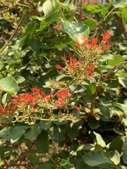 Combretum microphyllum