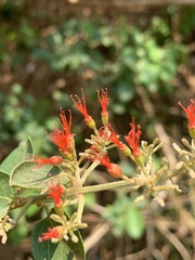 Combretum microphyllum