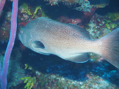 Mycteroperca interstitialis