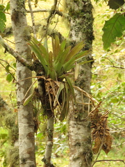 Tillandsia biflora