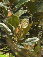 Meriania macrophylla
