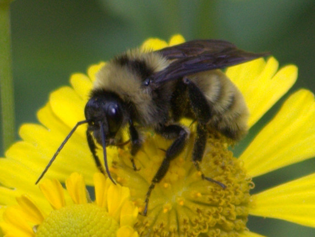 Photos of Bumble Bees (Genus Bombus) · iNaturalist