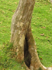 Psidium pedicellatum