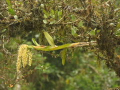 Epidendrum excisum