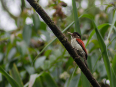 Dryobates callonotus