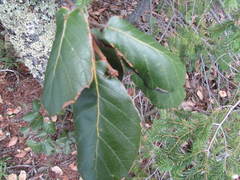 Quercus mcvaughii