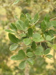 Nectandra