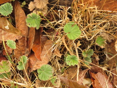 Alchemilla orbiculata