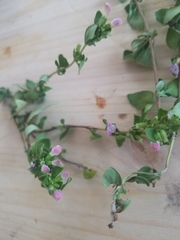 Clinopodium carolinianum