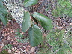 Quercus mcvaughii