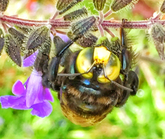 Xylocopa loripes