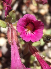 Diplacus constrictus