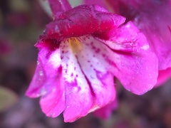 Diplacus constrictus