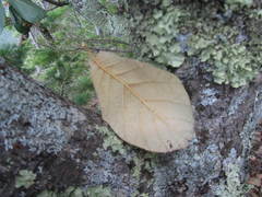 Quercus mcvaughii