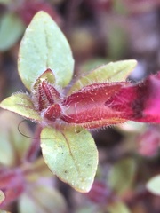 Diplacus constrictus