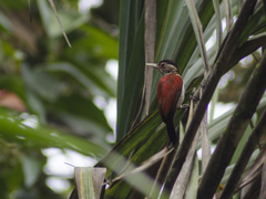 Dryobates callonotus