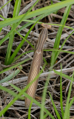 Mantis religiosa