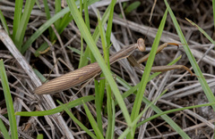 Mantis religiosa