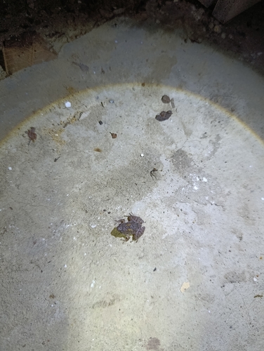 Tiny Narrow-Mouth Frog, Microhyla minuta