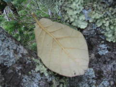 Quercus mcvaughii